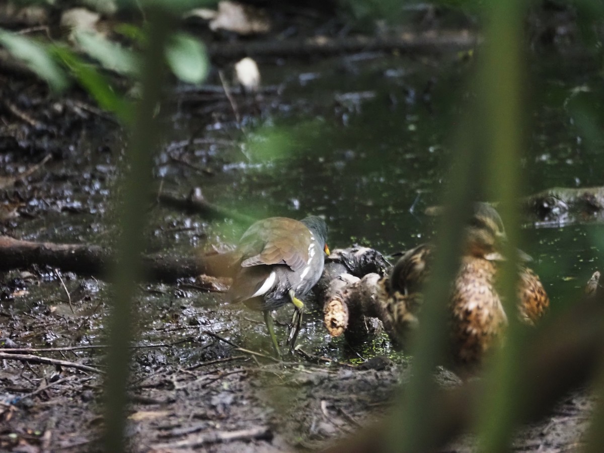 Eurasian Moorhen - ML624204128