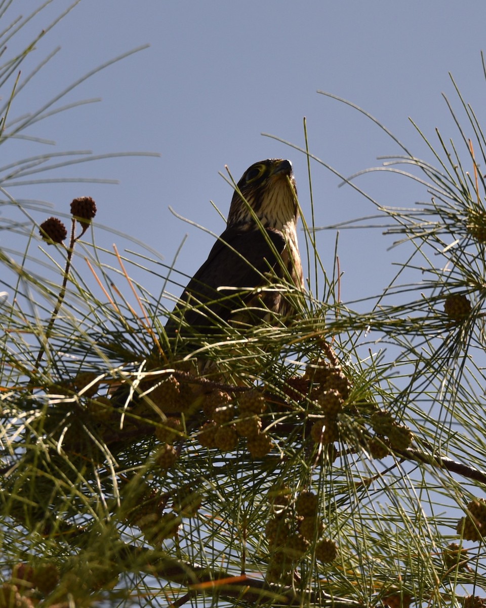 Peregrine Falcon - ML624204138