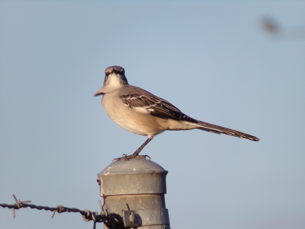 Northern Mockingbird - ML624204159