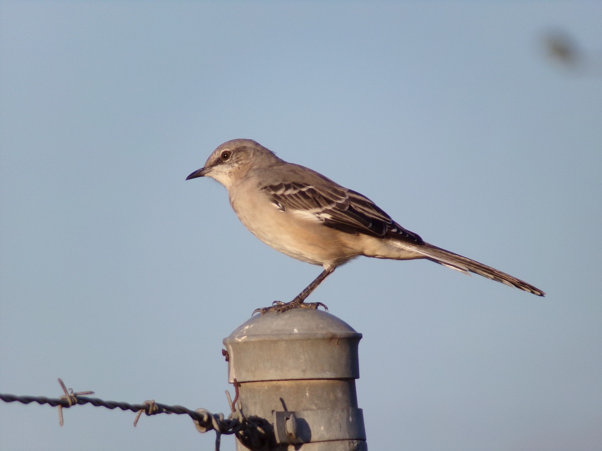 Northern Mockingbird - ML624204160