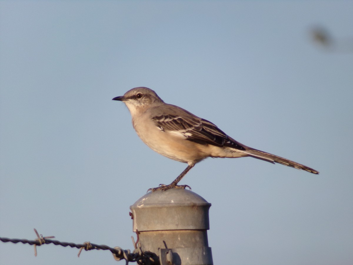 Northern Mockingbird - ML624204161