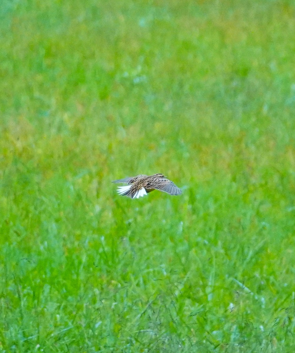 Eastern Meadowlark - ML624204169