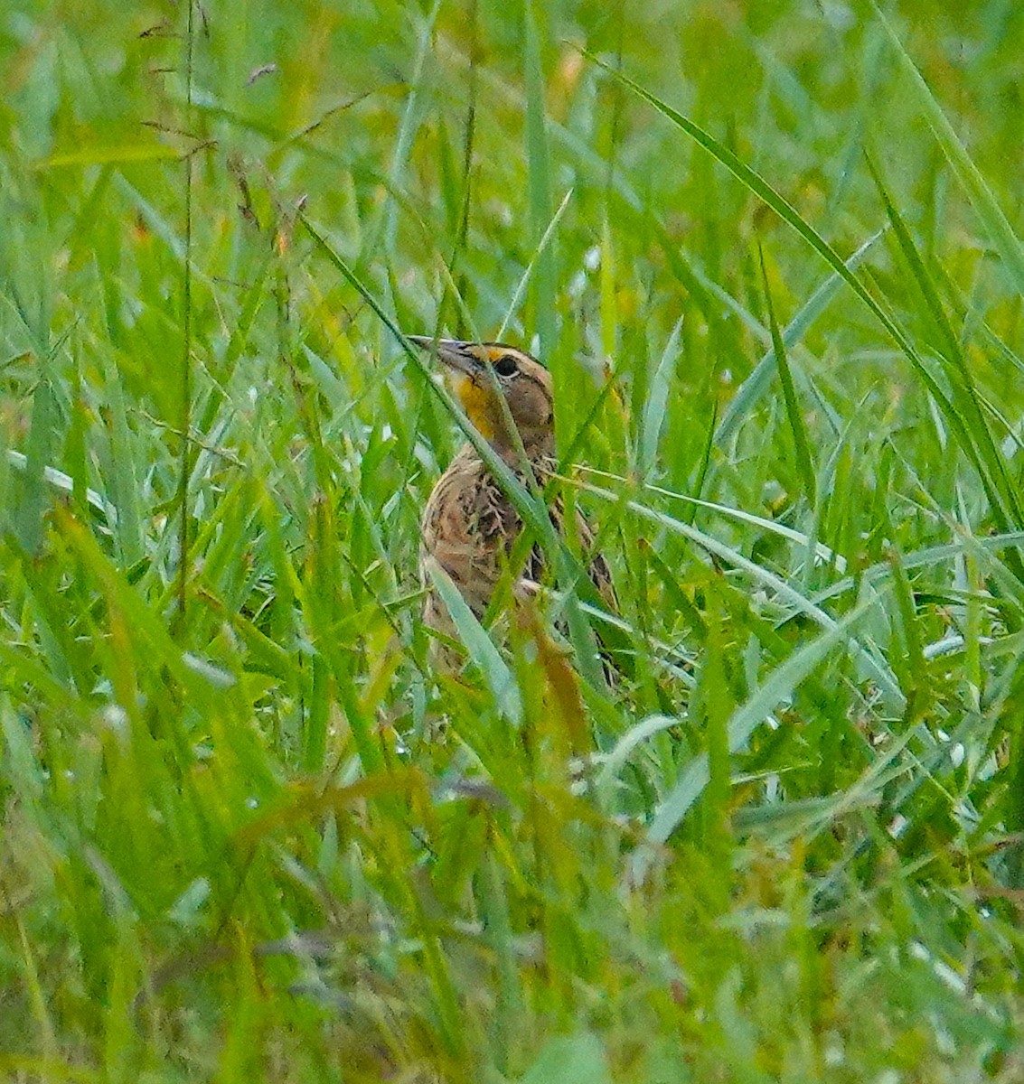 Eastern Meadowlark - ML624204170