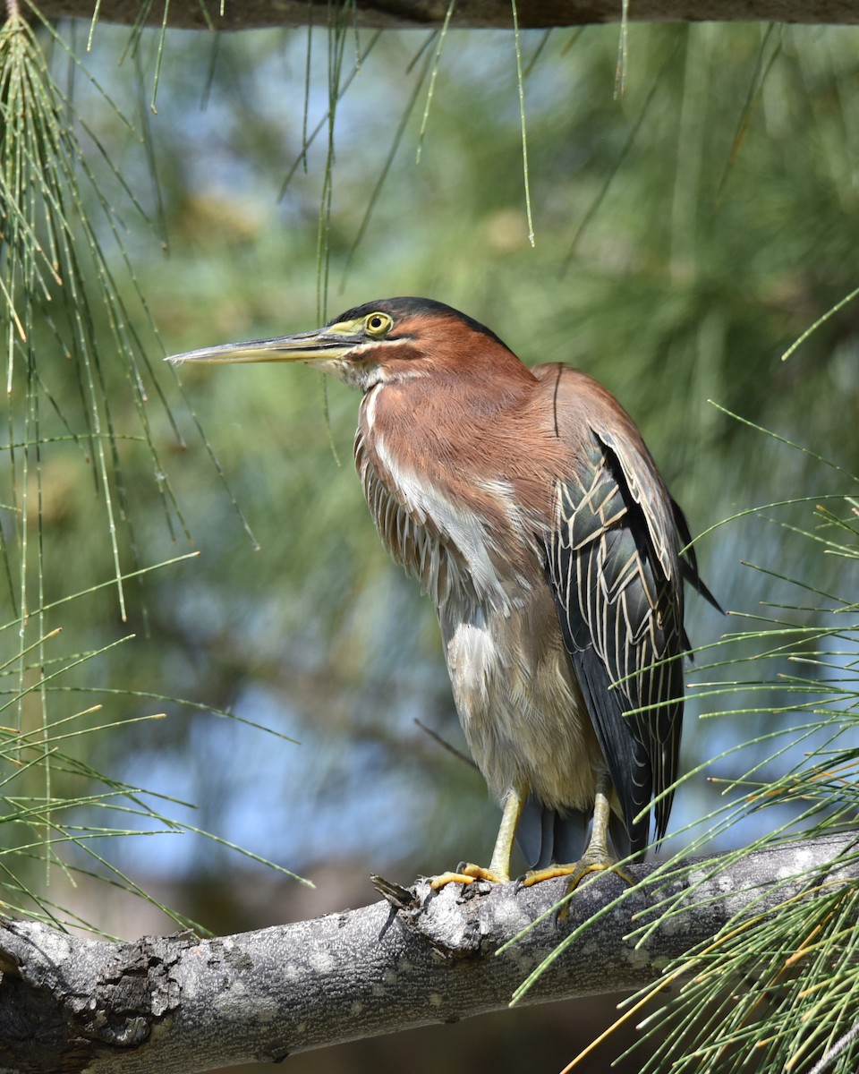 Green Heron - ML624204172