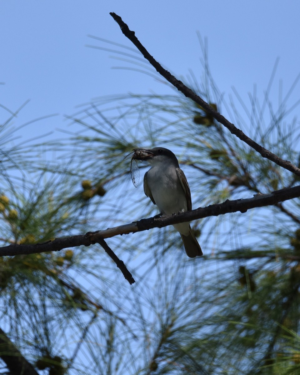 Gray Kingbird - ML624204187