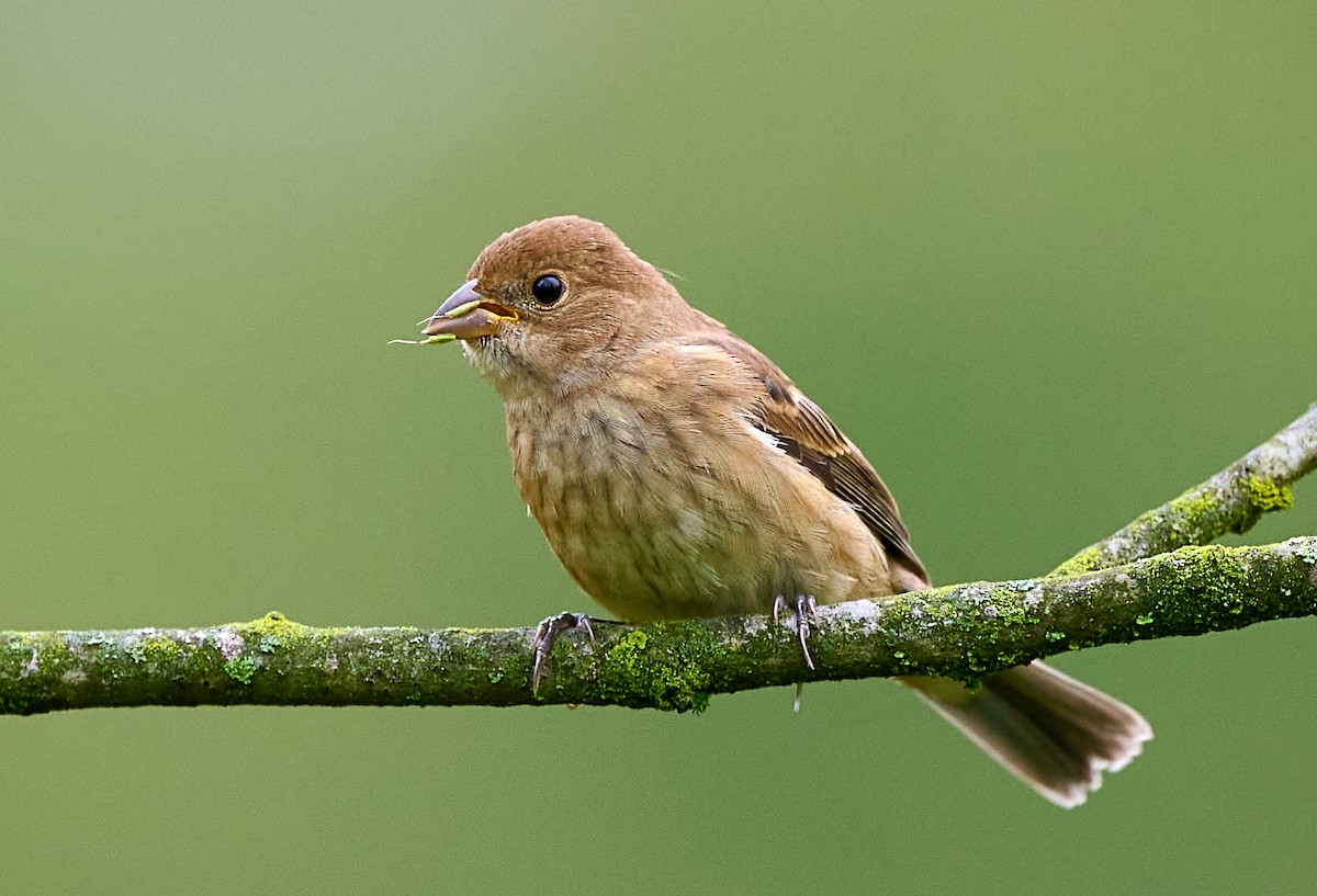 Indigo Bunting - Alan Gibble