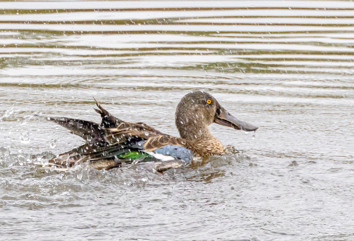 Northern Shoveler - ML624204221