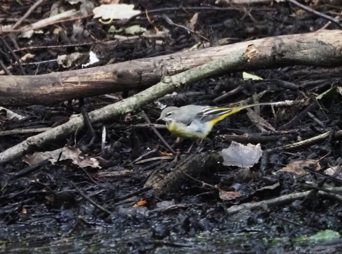 Gray Wagtail - ML624204226