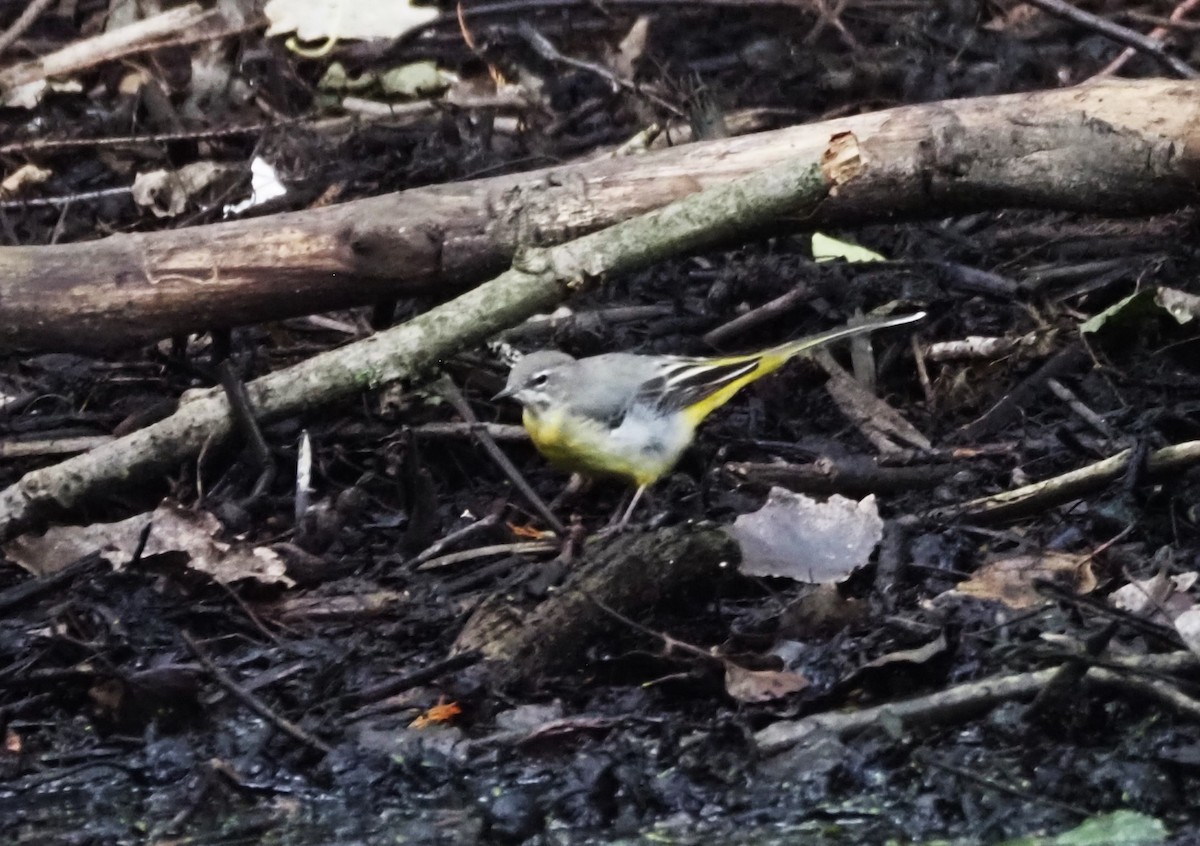 Gray Wagtail - ML624204227