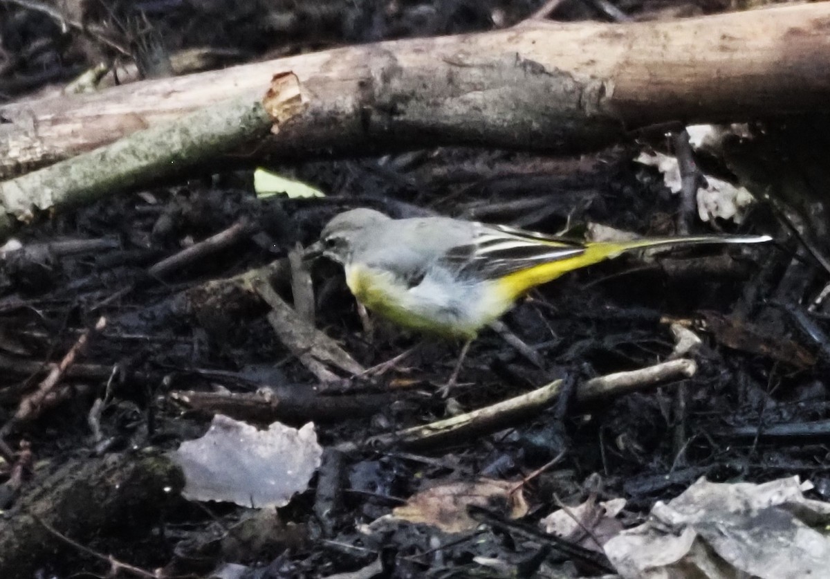 Gray Wagtail - ML624204228