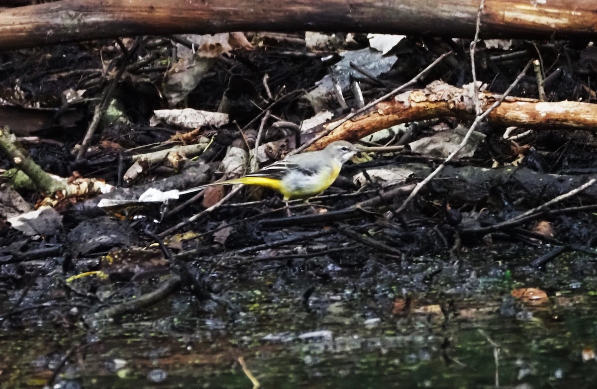 Gray Wagtail - ML624204229