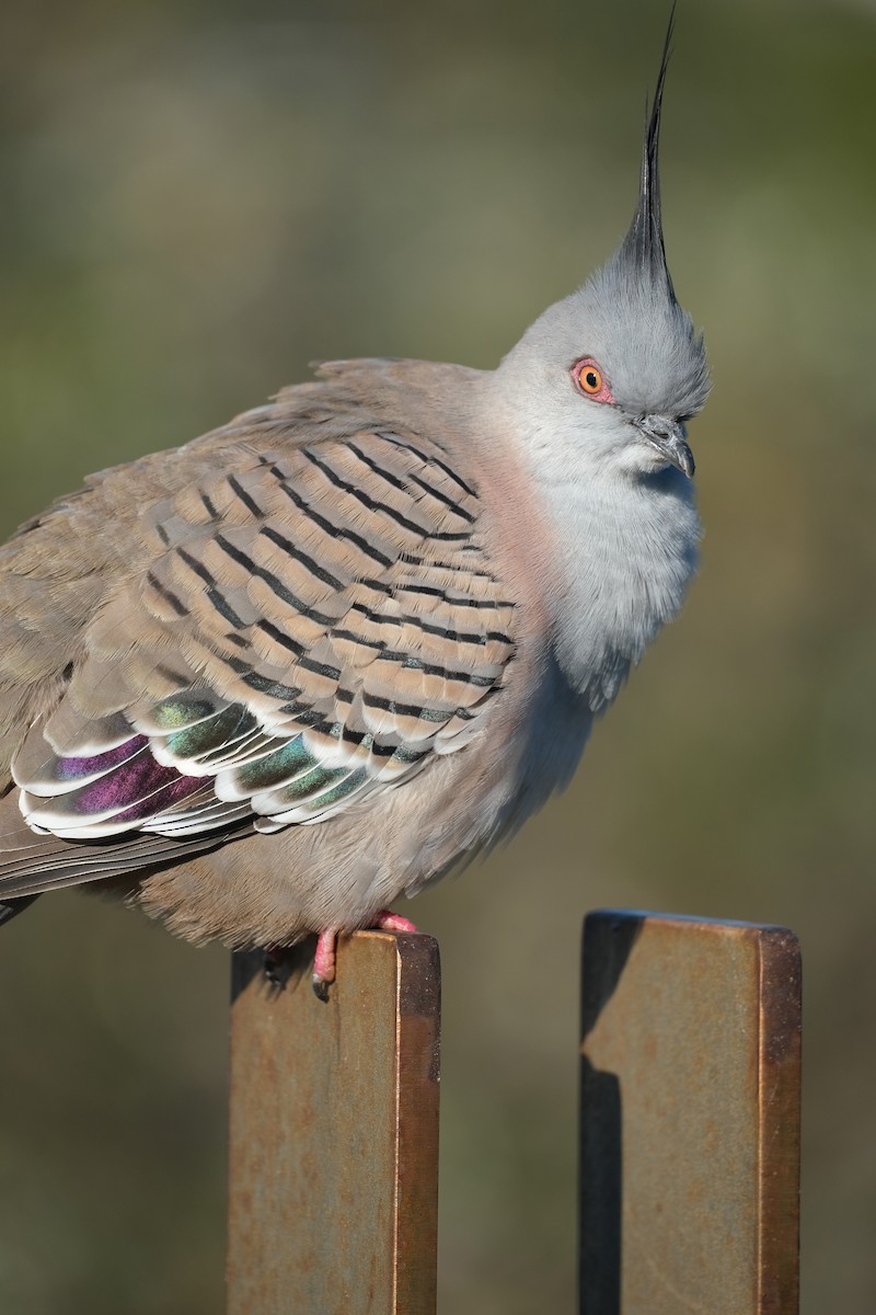 Crested Pigeon - ML624204231