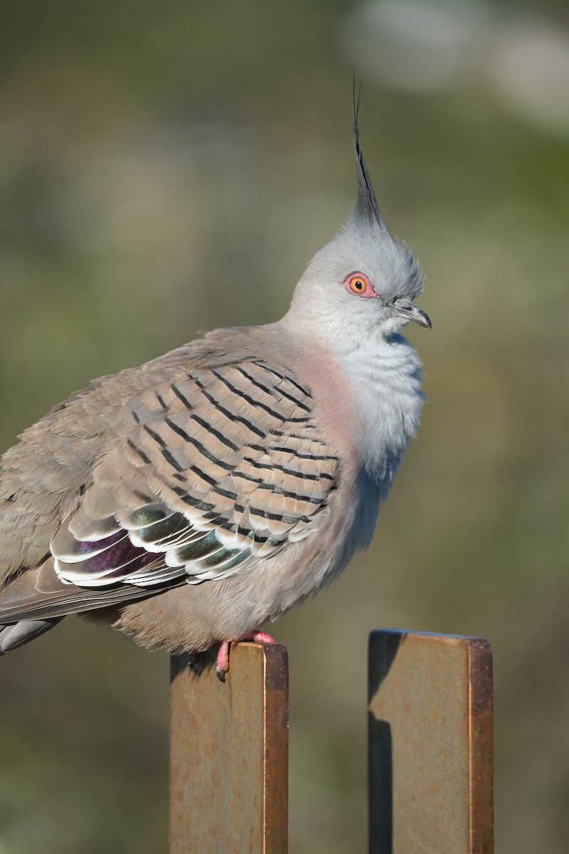 Crested Pigeon - Bea Monica Reyes