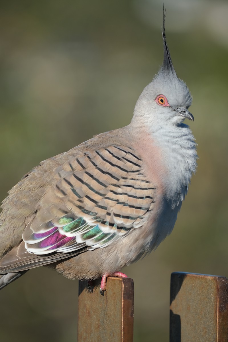 Crested Pigeon - ML624204233