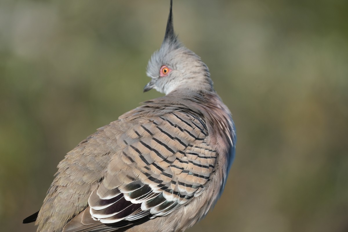 Crested Pigeon - ML624204234