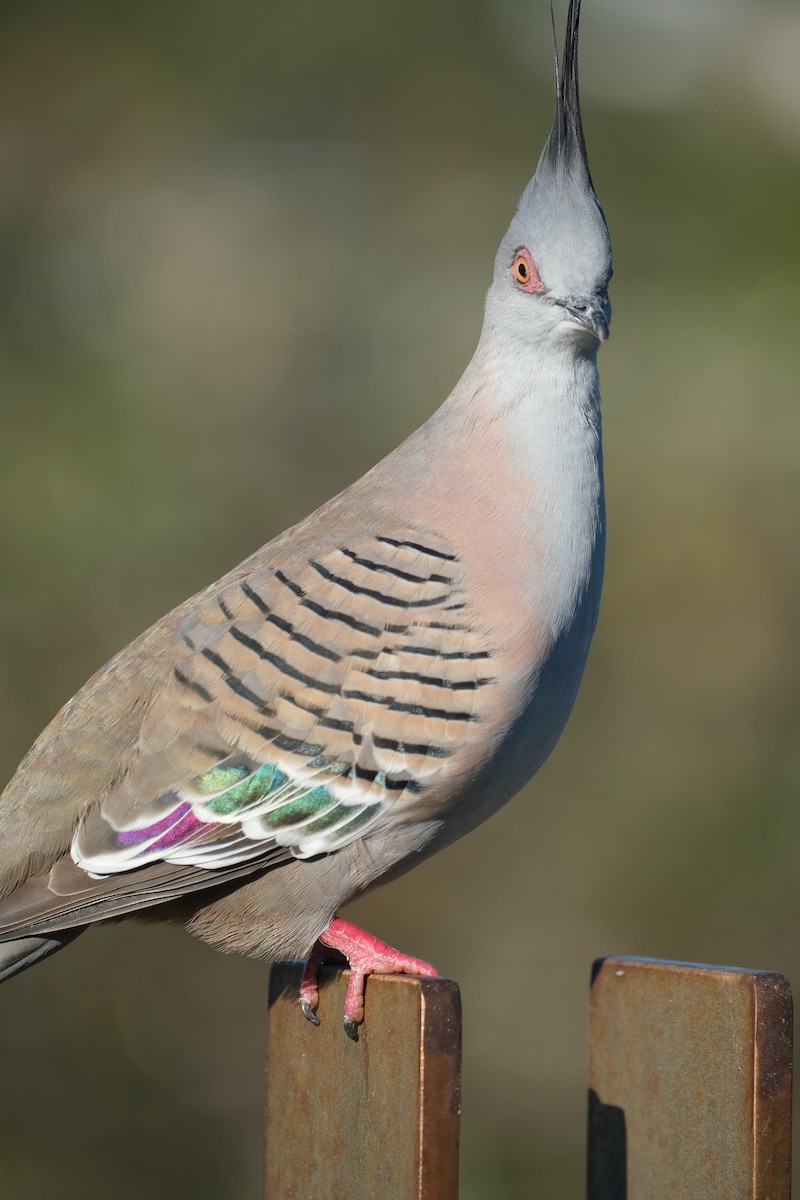 Crested Pigeon - ML624204235