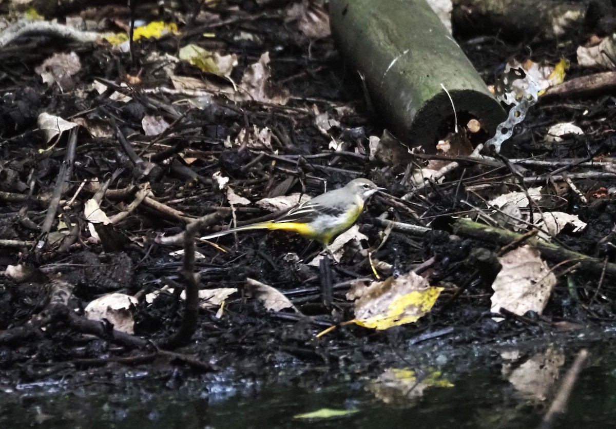 Gray Wagtail - ML624204236