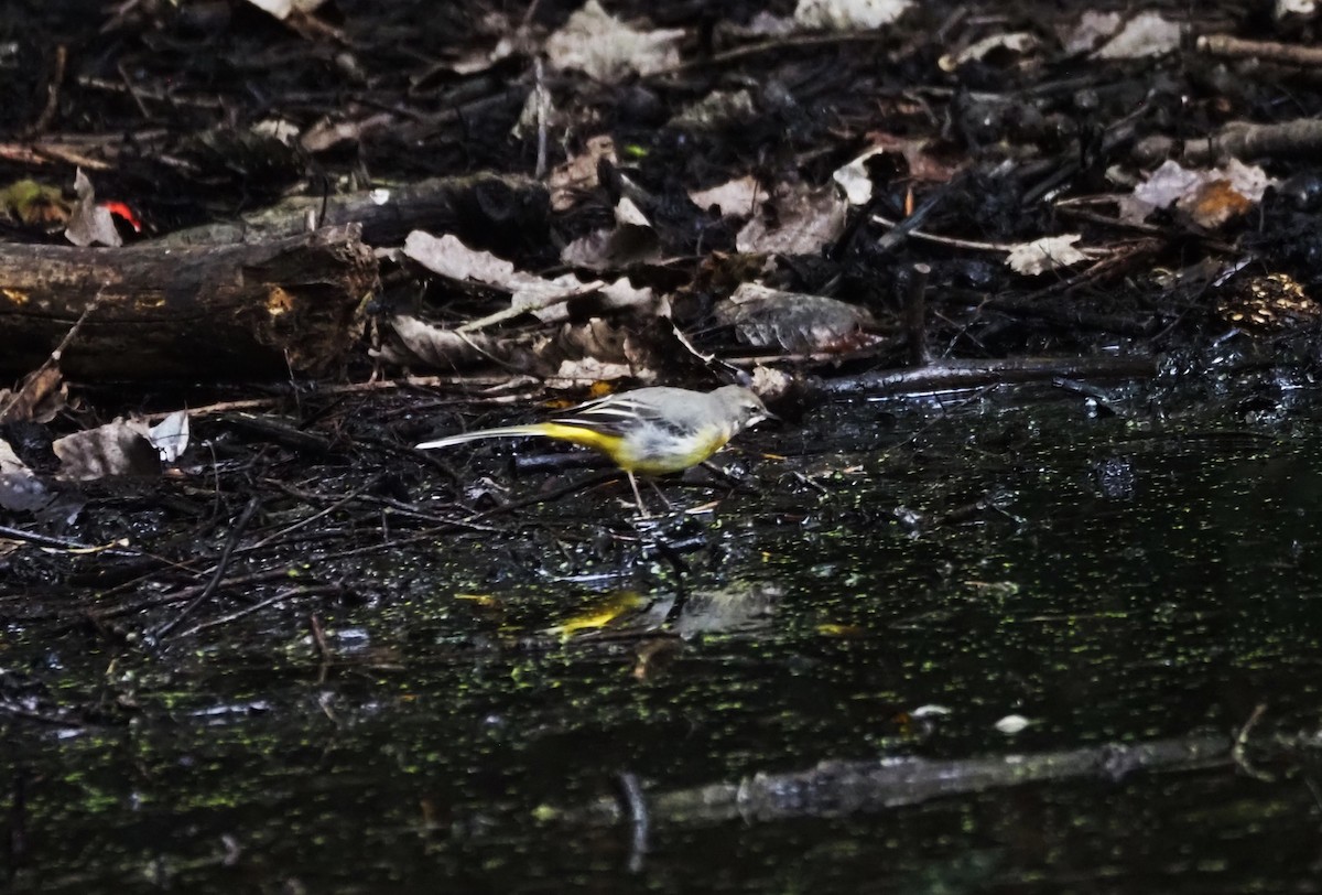 Gray Wagtail - ML624204237