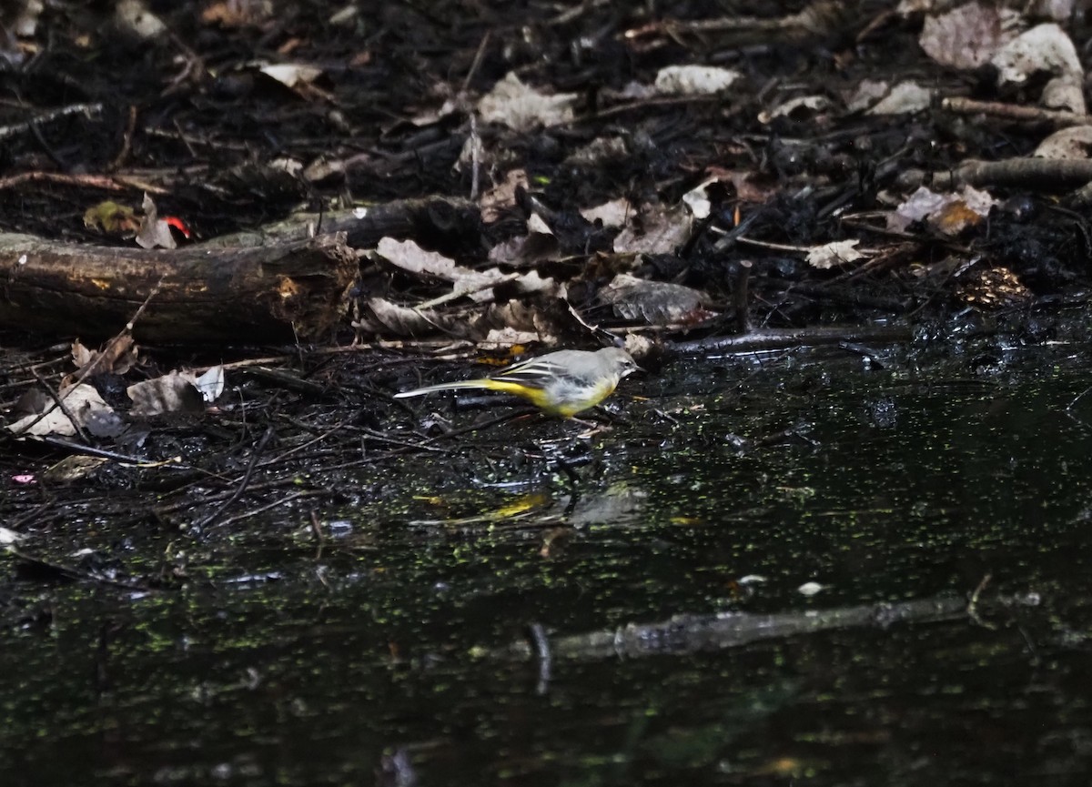 Gray Wagtail - ML624204239