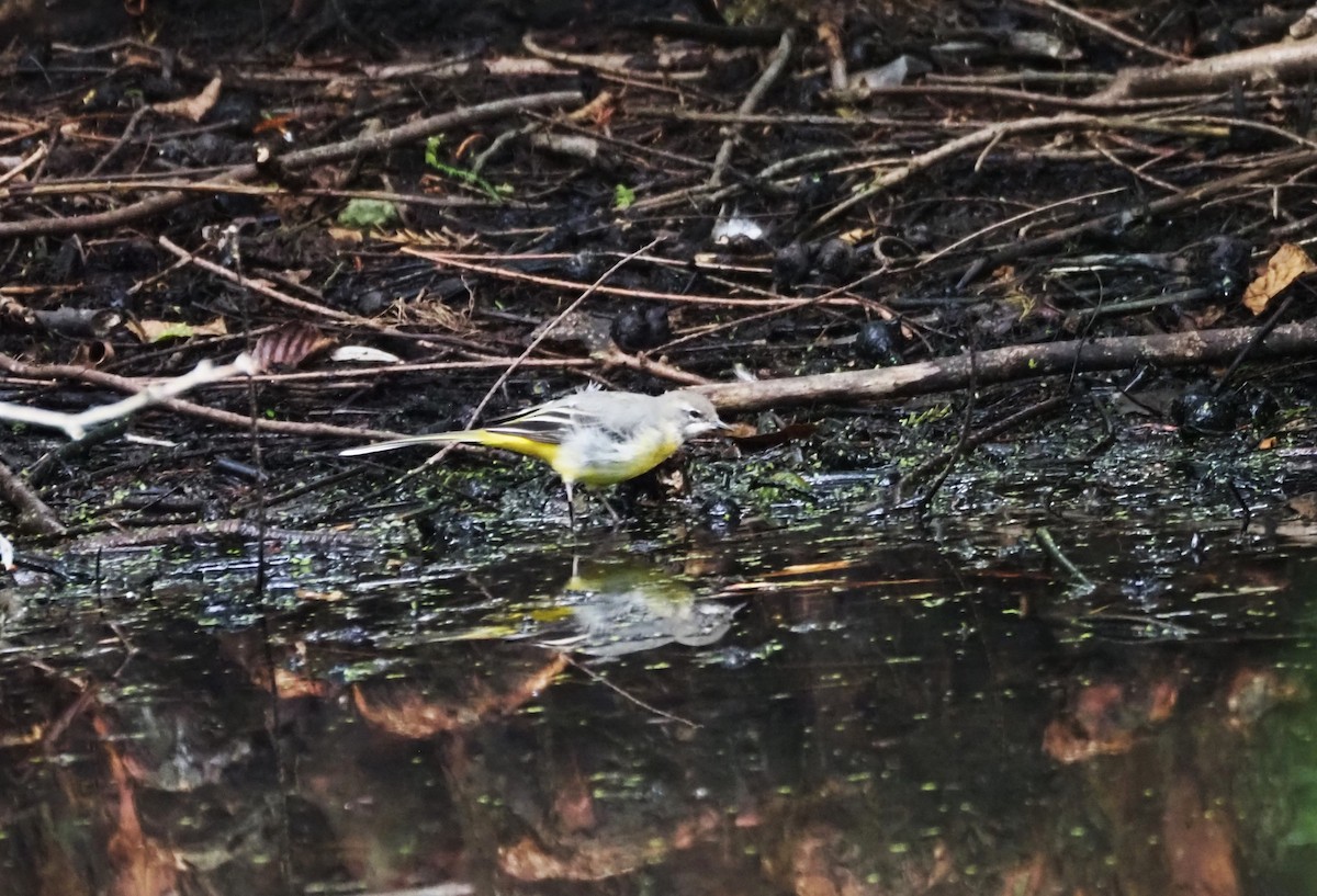 Gray Wagtail - ML624204240