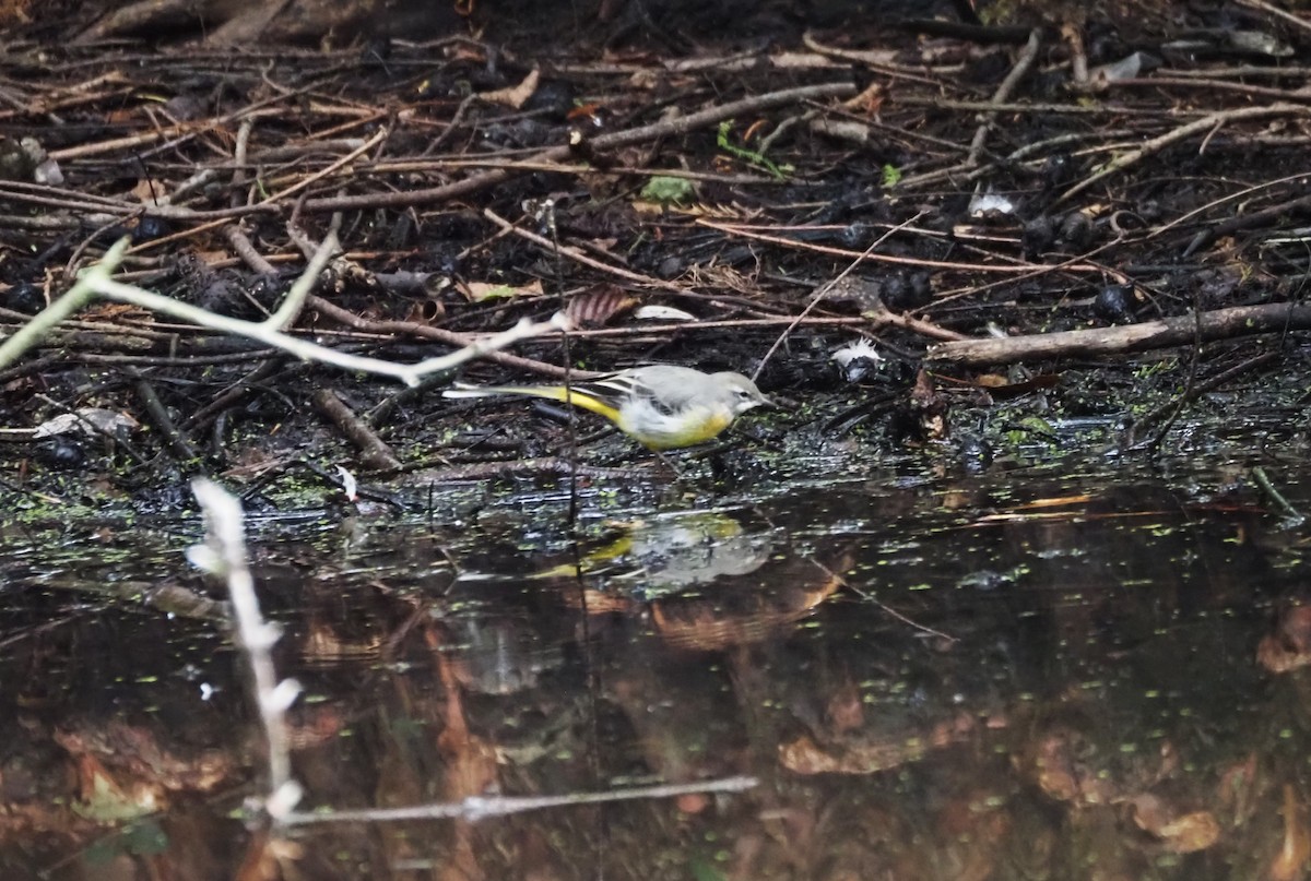 Gray Wagtail - ML624204241