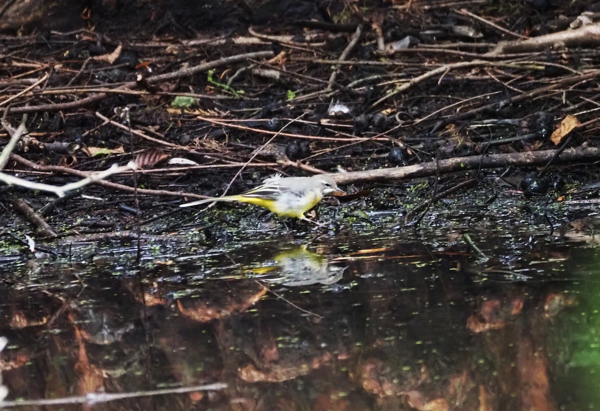 Gray Wagtail - ML624204242