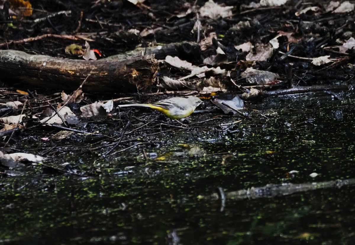 Gray Wagtail - ML624204243