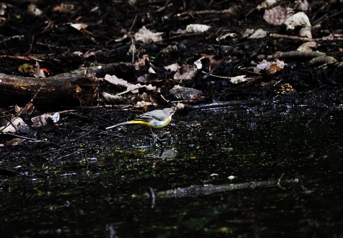 Gray Wagtail - Uma Sachdeva