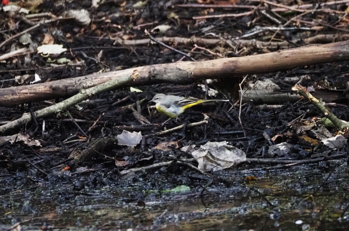 Gray Wagtail - ML624204245