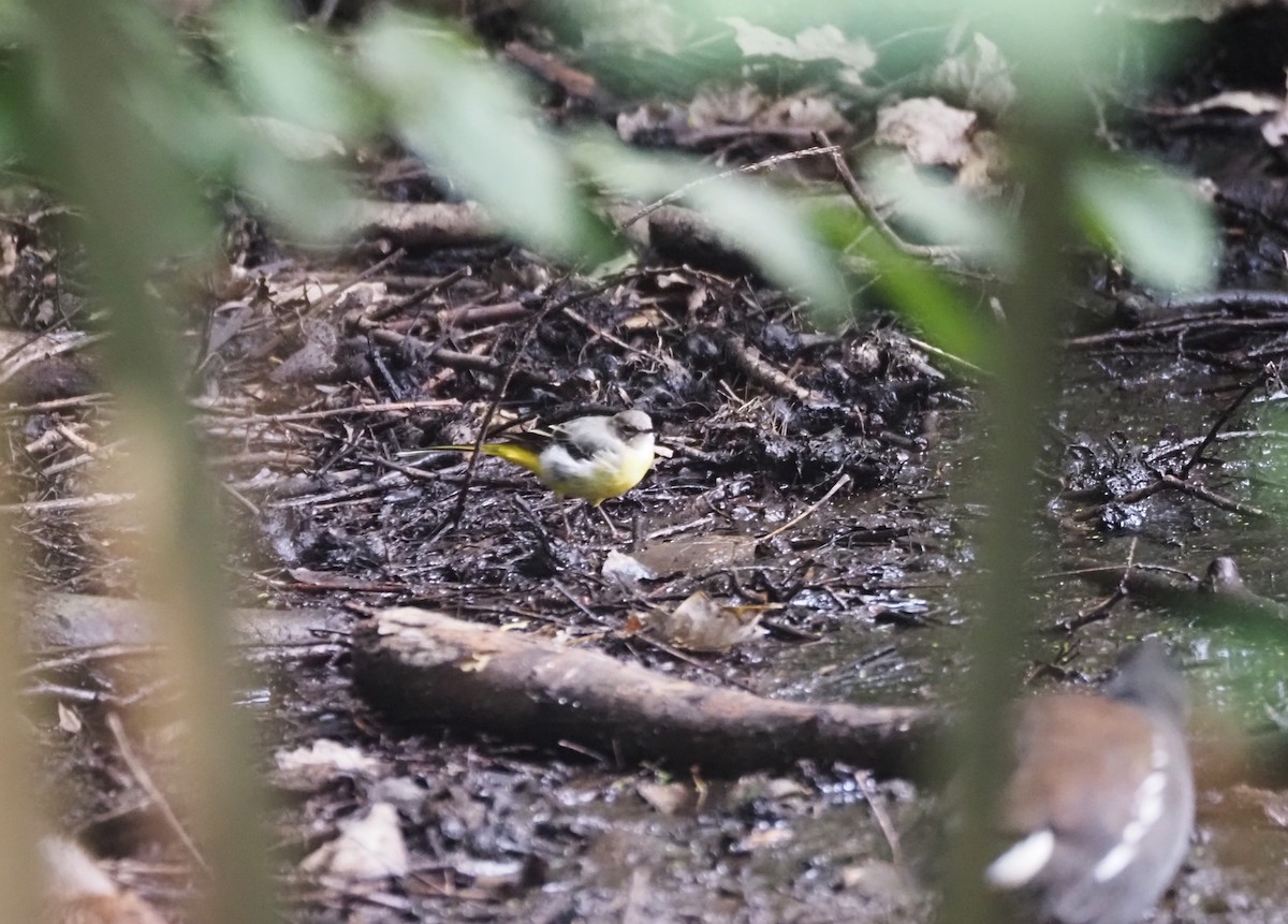 Gray Wagtail - ML624204246