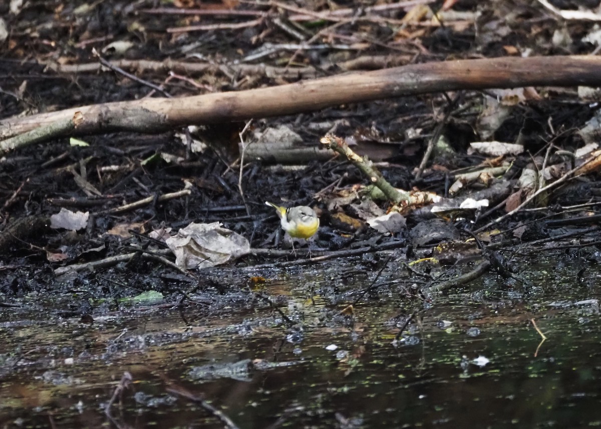 Gray Wagtail - ML624204247