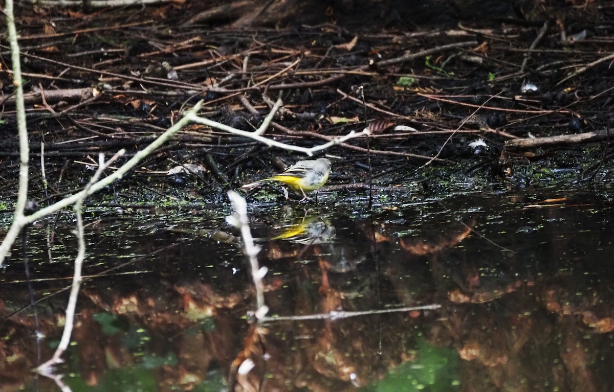 Gray Wagtail - ML624204248