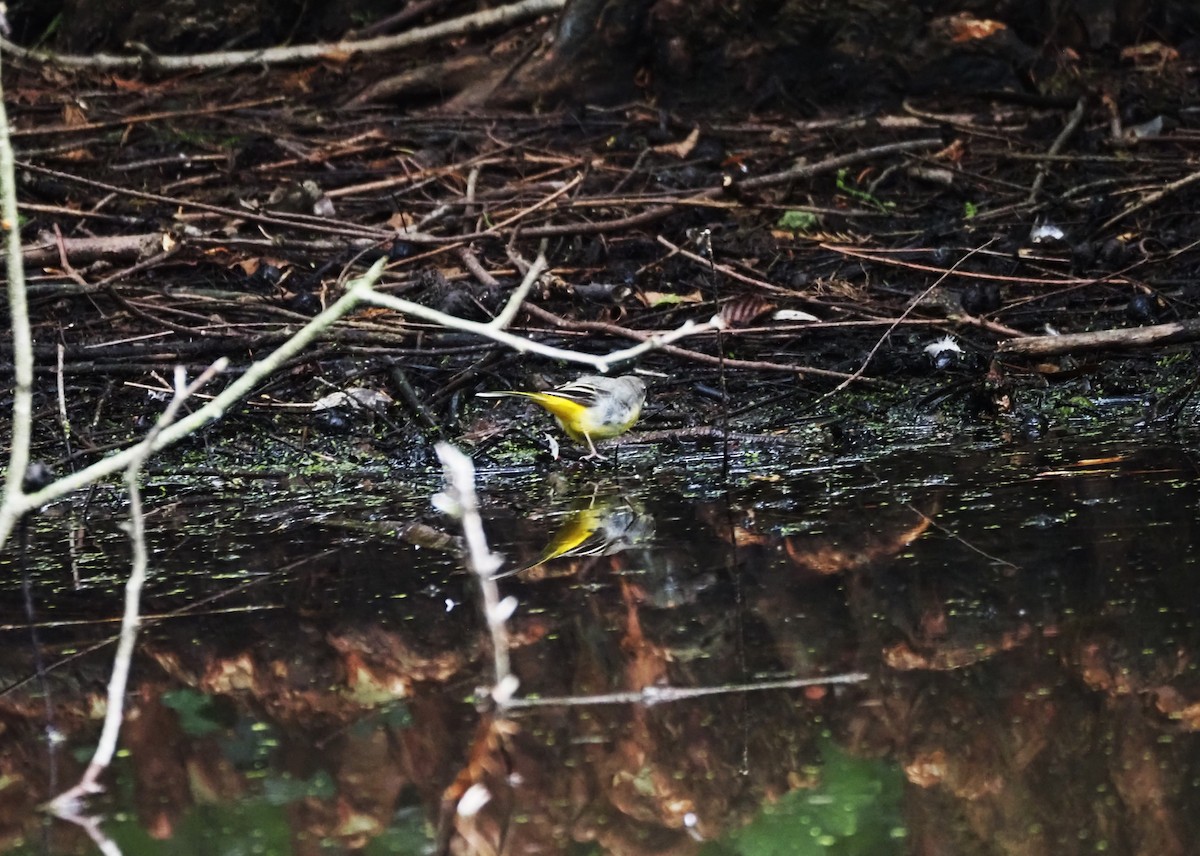 Gray Wagtail - ML624204249