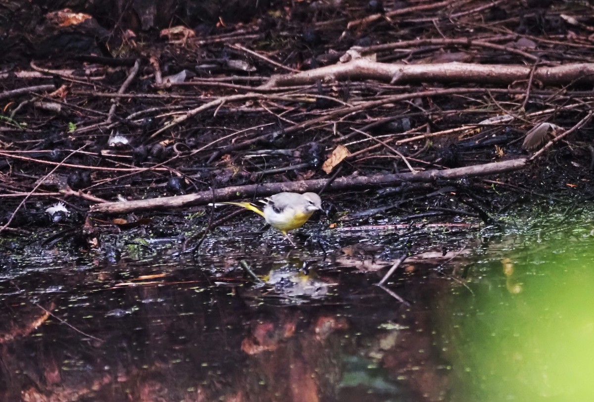 Gray Wagtail - ML624204250