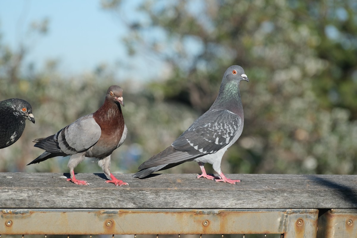 Rock Pigeon (Feral Pigeon) - ML624204267