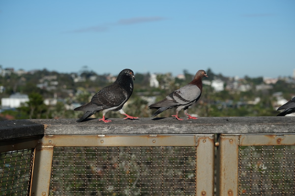 Rock Pigeon (Feral Pigeon) - ML624204268