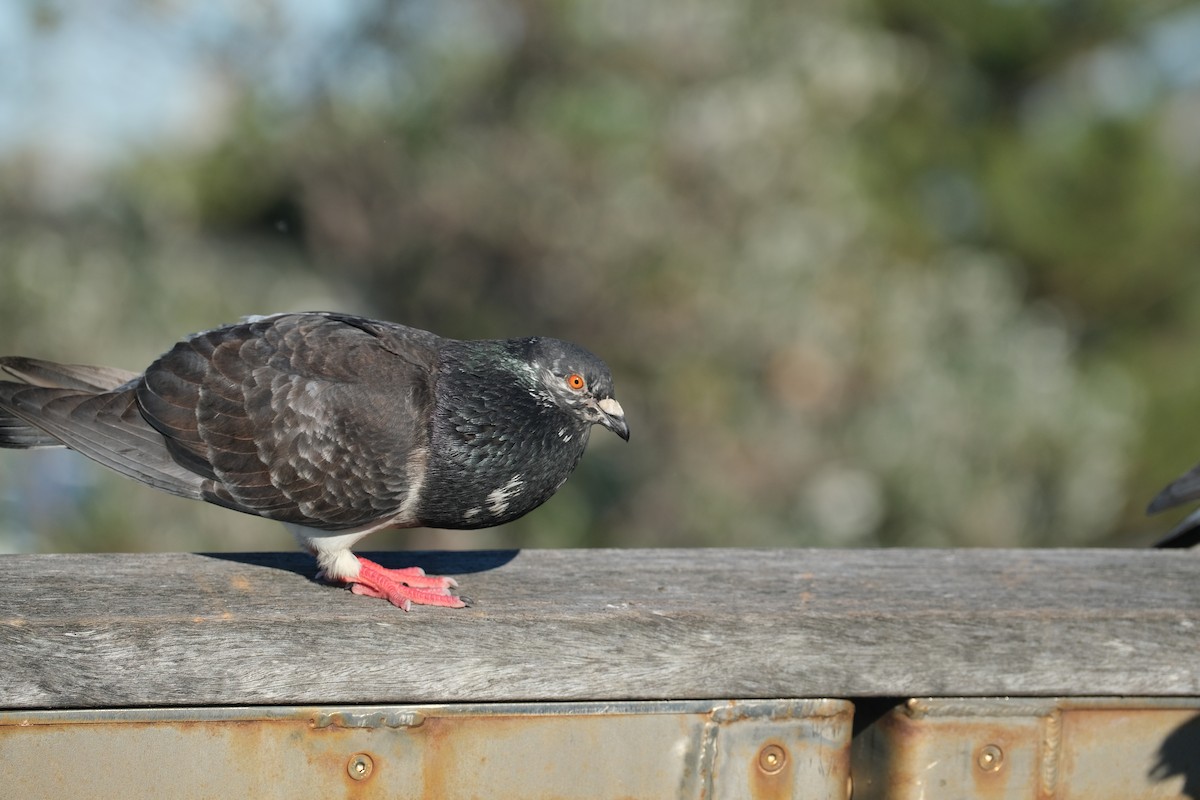 Rock Pigeon (Feral Pigeon) - ML624204269