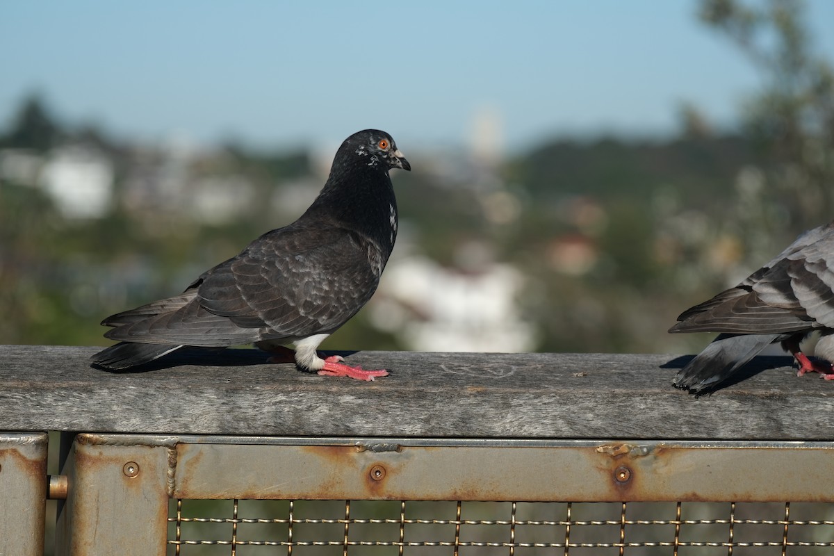 Rock Pigeon (Feral Pigeon) - ML624204270