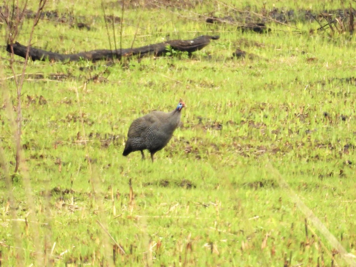 Helmeted Guineafowl - ML624204277