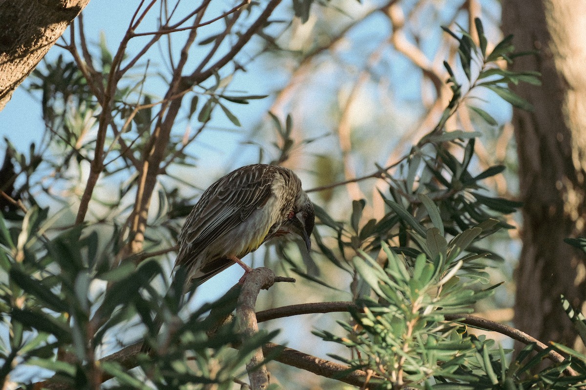 Red Wattlebird - ML624204290