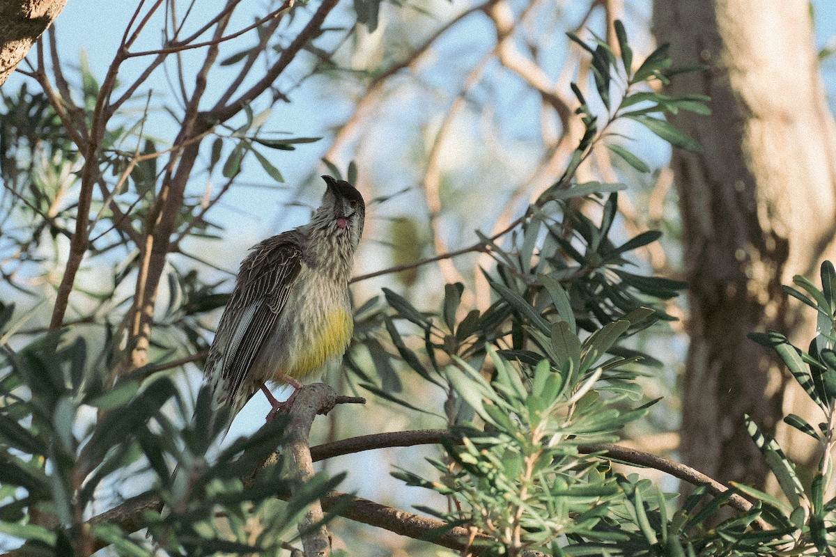 Red Wattlebird - ML624204291