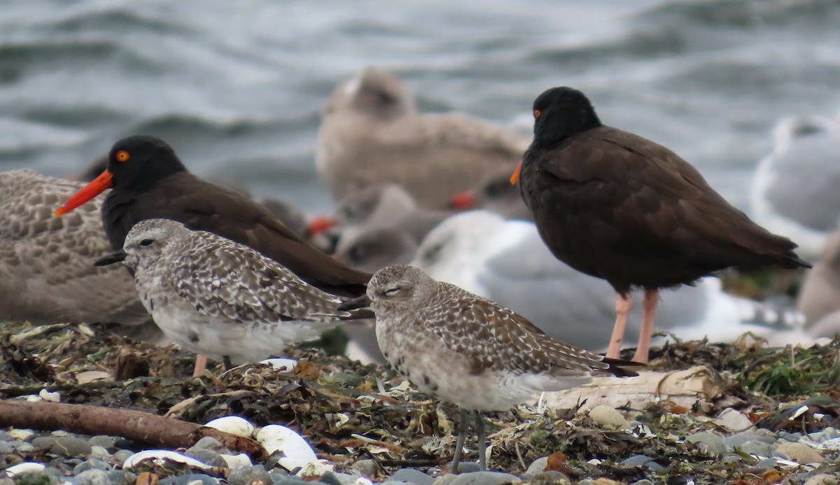 Black Oystercatcher - ML624204315