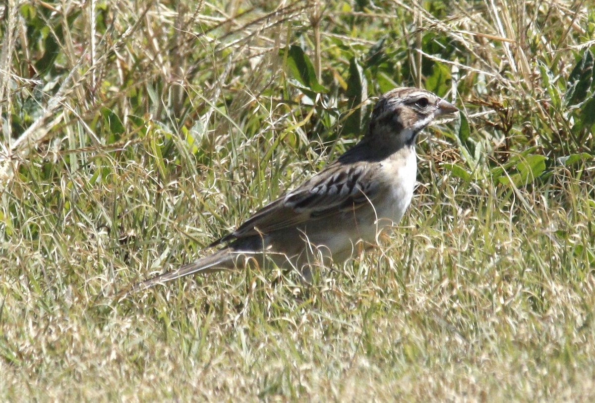 Lark Sparrow - Becky Lutz