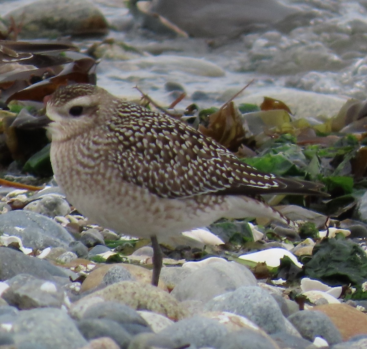 American Golden-Plover - ML624204332