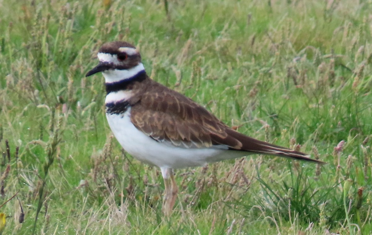 Killdeer - ML624204349