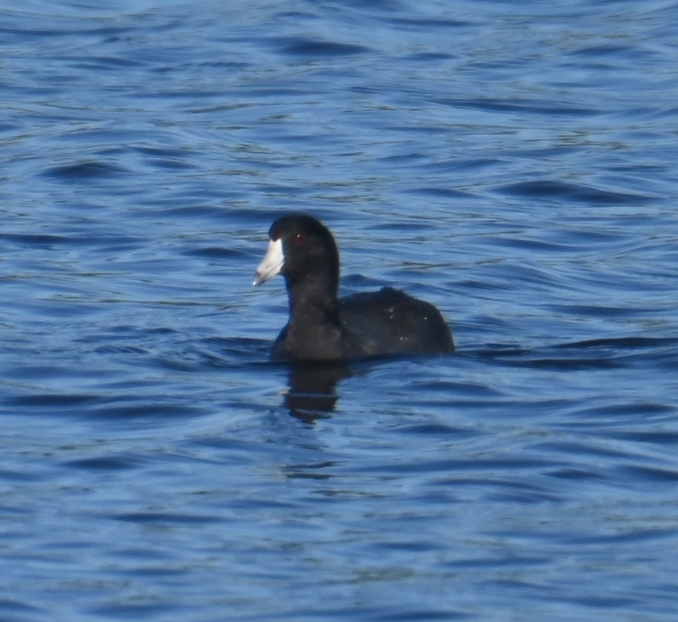 lyska americká - ML624204352