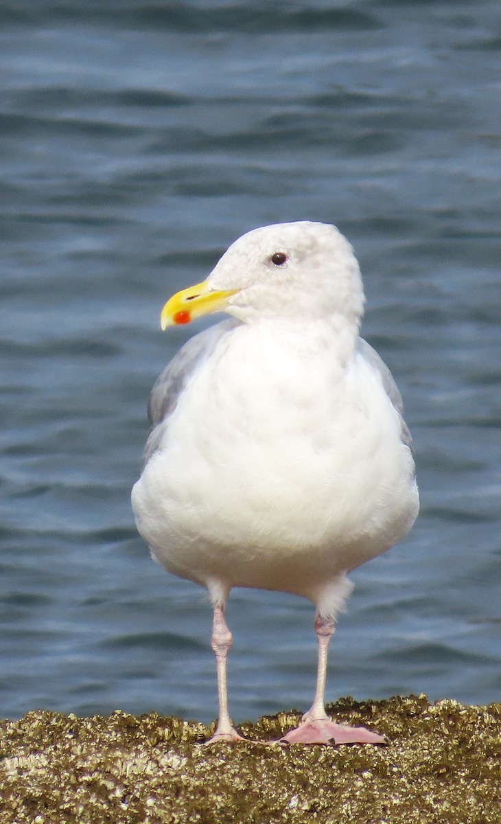 Glaucous-winged Gull - ML624204354