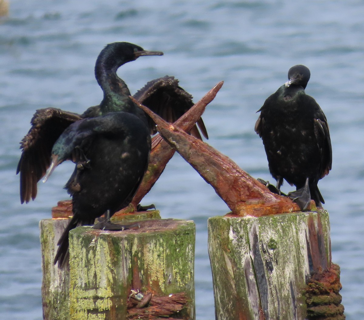 Pelagic Cormorant - ML624204362