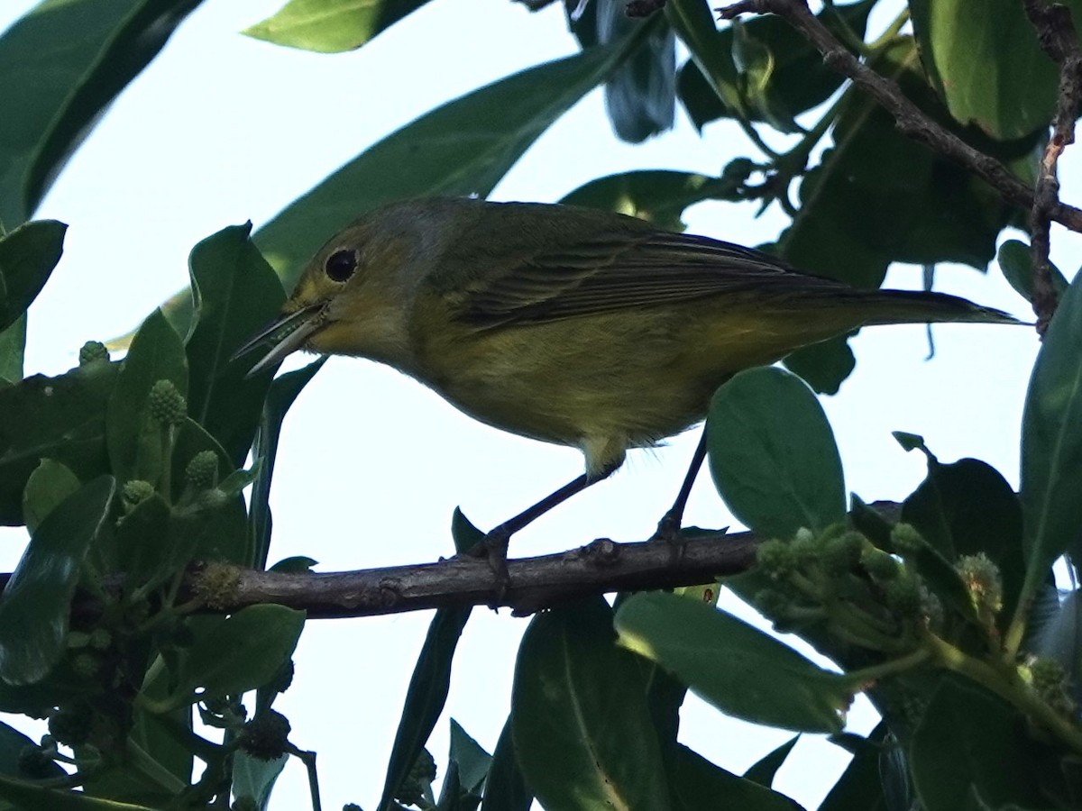 Reinita de Manglar (grupo petechia) - ML624204370