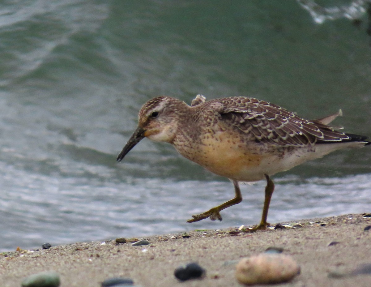 Red Knot - ML624204371